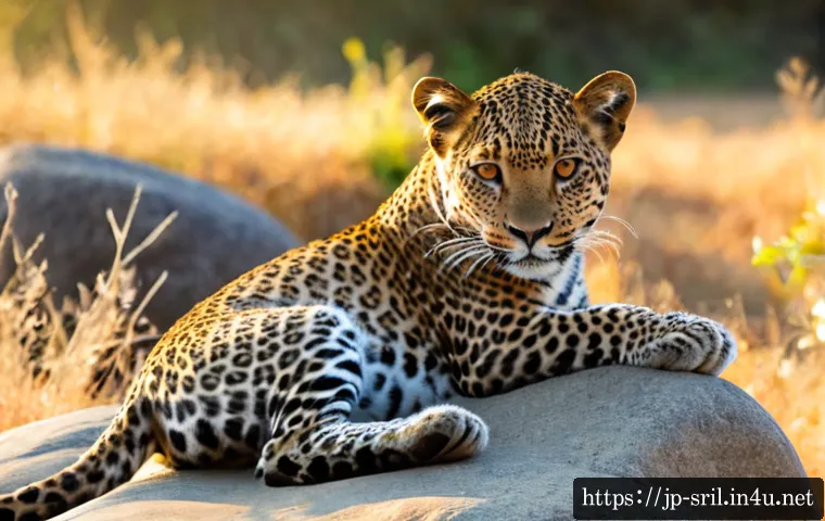 스리랑카 국립공원 야라 - Photorealistic Sri Lankan leopard resting on a sun-warmed granite boulder in Yala National Park, dry...